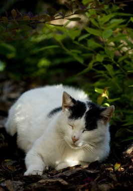 rahatlatıcı kedi