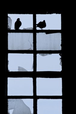 bir pencerede güvercinler