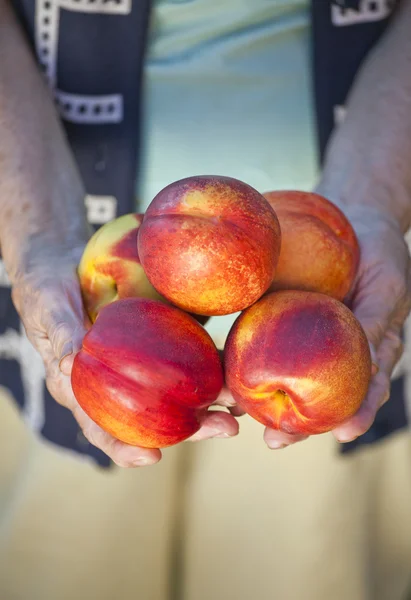新鮮なネクタリンの果実 — ストック写真