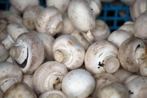 Cogumelos em um mercado — Fotografia de Stock