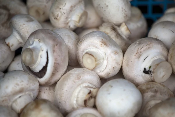 Cogumelos em um mercado — Fotografia de Stock
