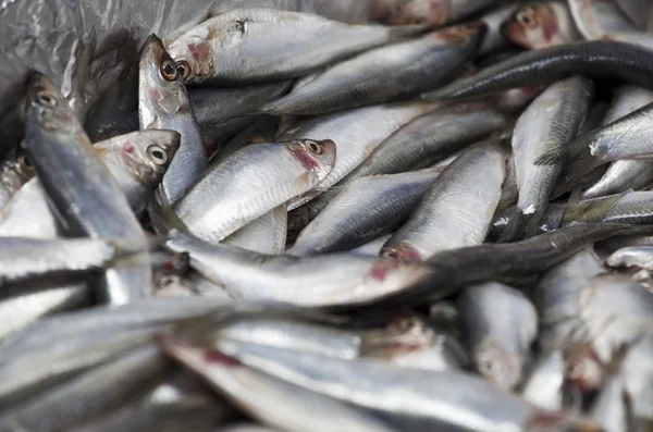 stock image Fresh fish on market