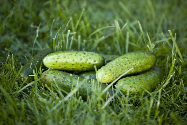 Komkommers op een gras — Stockfoto