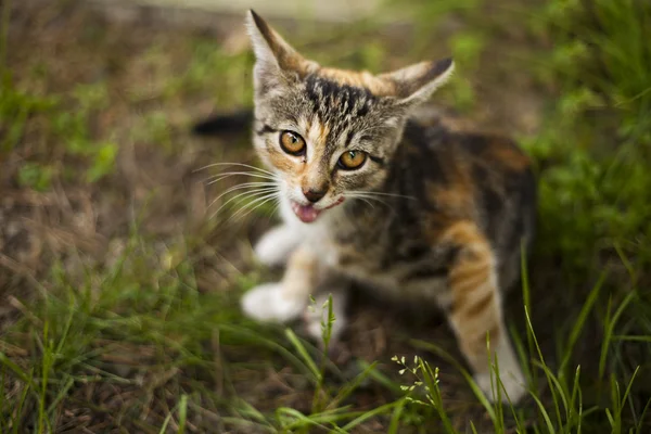 Grappige kleine kat — Stockfoto