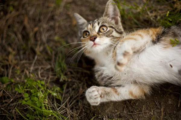 Pequeño gato divertido —  Fotos de Stock