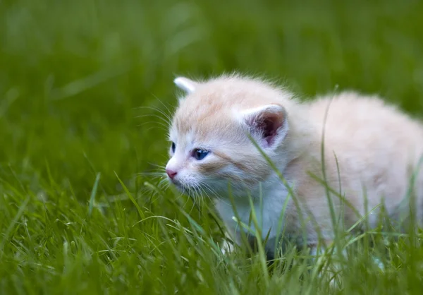 Pequeño gato en el jardín —  Fotos de Stock