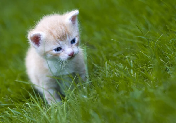 Маленька кішка в саду — стокове фото