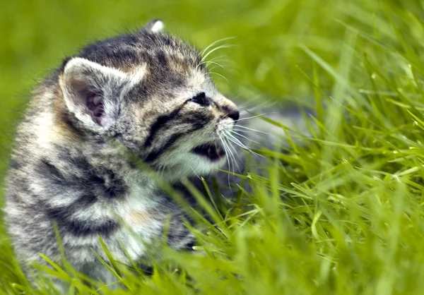Pequeno gato no jardim — Fotografia de Stock