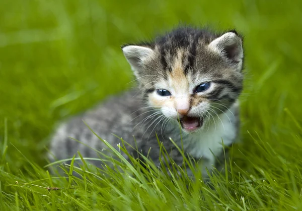 Little cat in garden — Stock Photo, Image