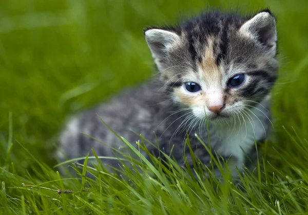 Маленька кішка в саду — стокове фото