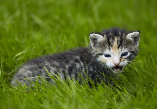 Μικρή γάτα στον κήπο — Φωτογραφία Αρχείου