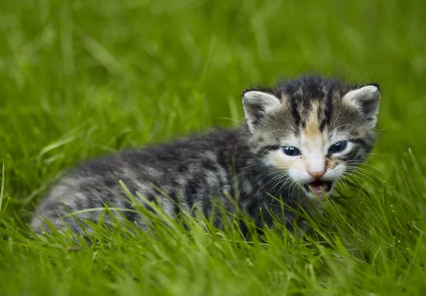 Pequeño gato en el jardín —  Fotos de Stock