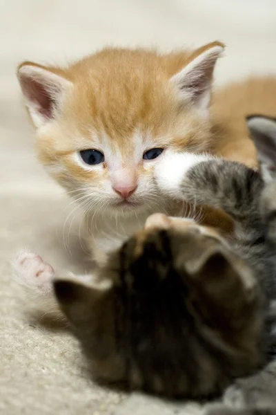 Играя в маленьких котов — стоковое фото