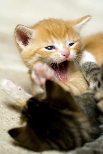 Giocare piccoli gatti — Foto Stock