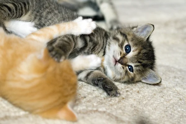 Küçük kediler oynuyor — Stok fotoğraf