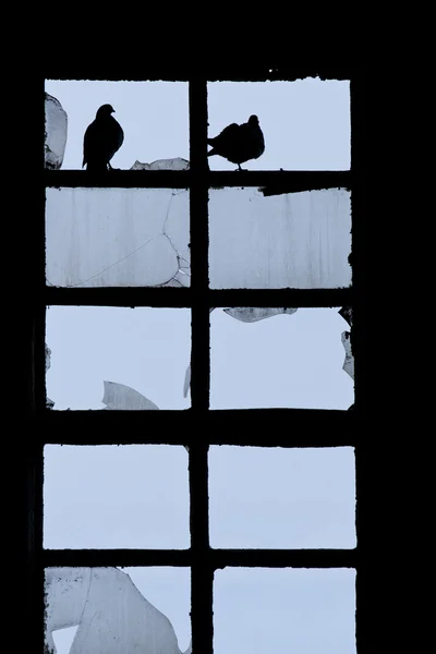 stock image Pigeons in a window