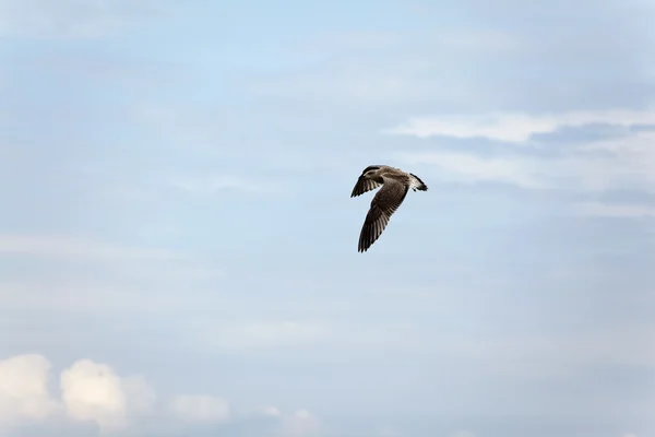Gaviota voladora — Foto de Stock