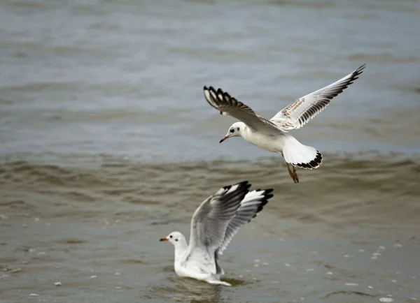 stock image Flying seagull