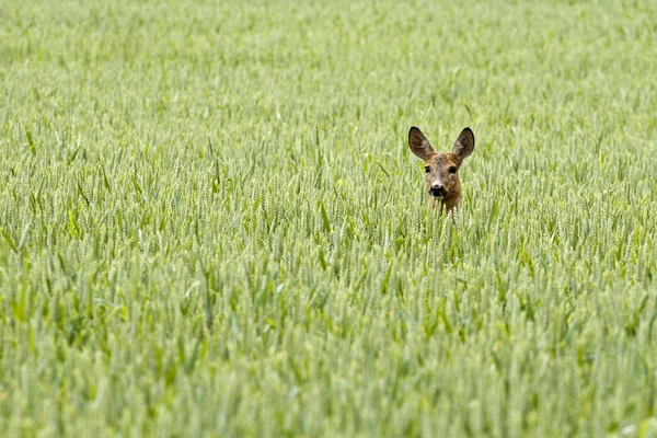 Bir alandaki geyik — Stok fotoğraf
