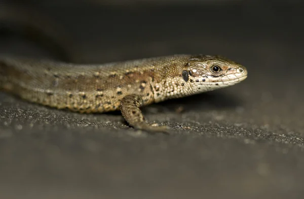 Little lizard — Fotografie, imagine de stoc