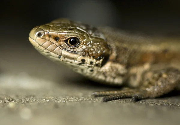 Little lizard — Fotografie, imagine de stoc