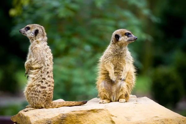 stock image Meercat pair