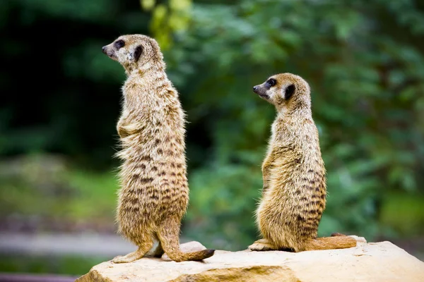 Coppia di suricati — Foto Stock