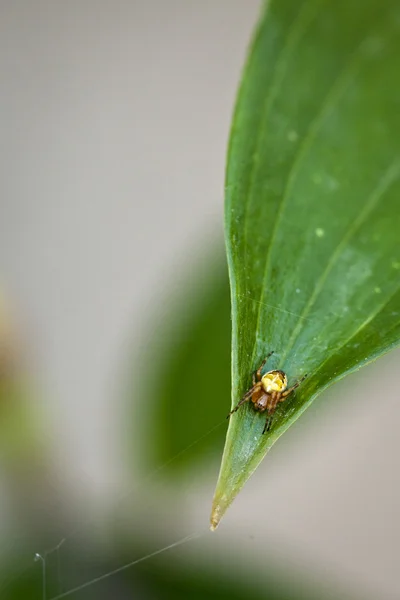 stock image Closeup of little spider