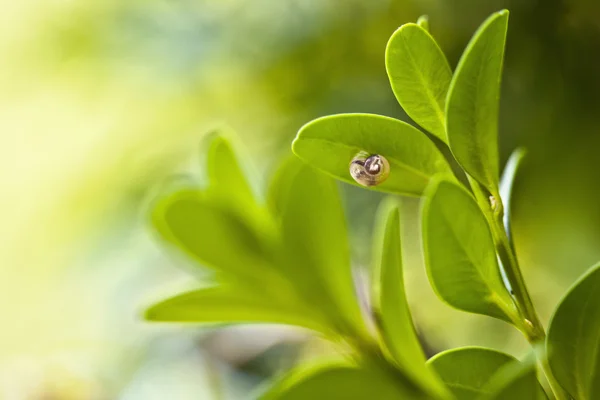 stock image Closeup of little snail