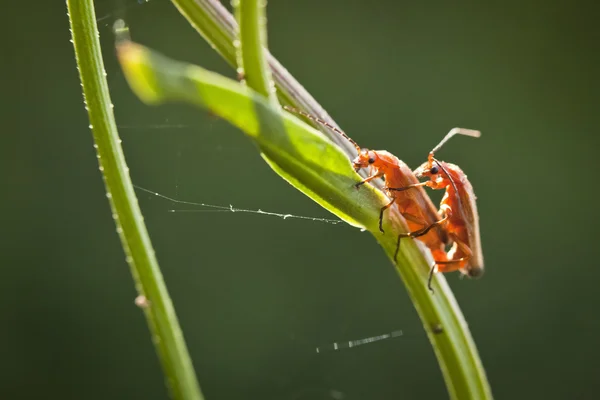Primer plano de la pareja de insectos — Foto de Stock