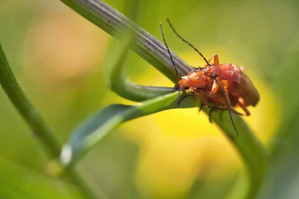 Close-up de insetos casal — Fotografia de Stock