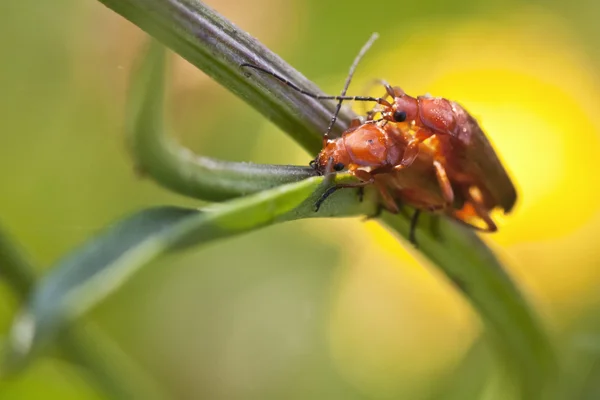 Close-up van insecten paar — Stockfoto