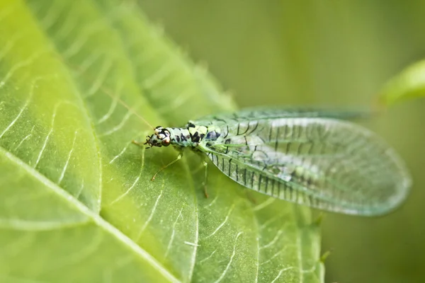 Tatlı küçük böcek — Stok fotoğraf