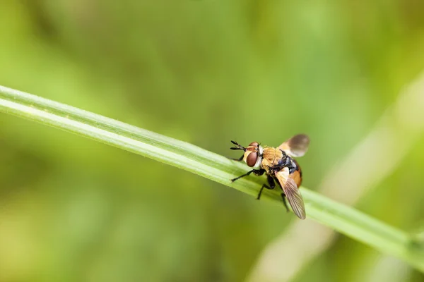 Крупный план мухи — стоковое фото