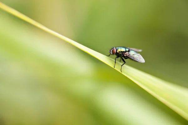 Primo piano di una mosca — Foto Stock