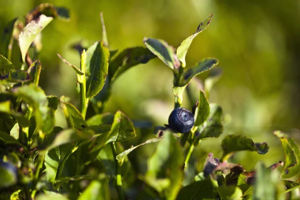 stock image Closeup of blueberry