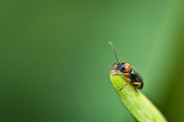 Close-up van kleine insect — Stockfoto