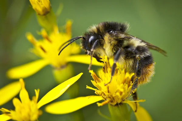 stock image Closeup of a bee