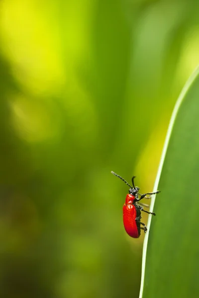 Primo piano di piccolo insetto — Foto Stock