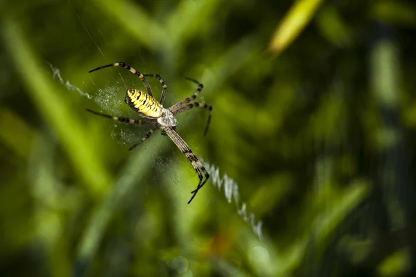 Gros plan d'une araignée — Photo