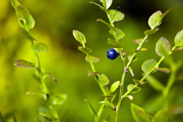 Closeup of blueberry — Stock Photo, Image