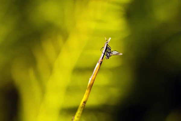 Arı closeup — Stok fotoğraf