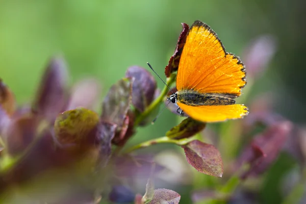 蝶の閉鎖 — ストック写真