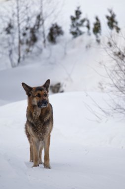 kar kış köpek