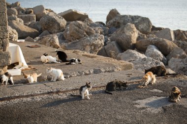 Kediler Rodos Adası