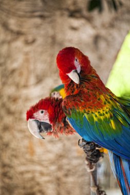 Rodos Adası'nda papağan