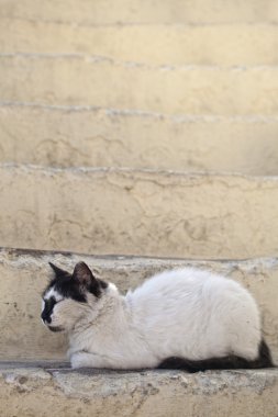 Kediler Rodos Adası