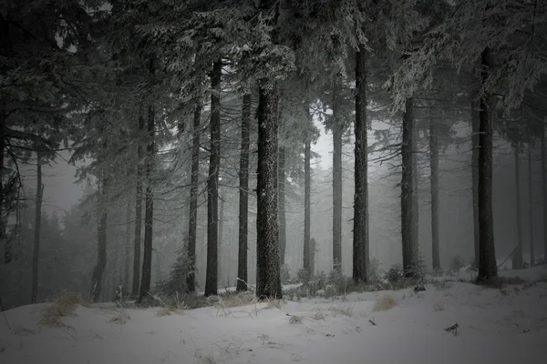 Paisaje nevado en montañas polacas — Foto de Stock
