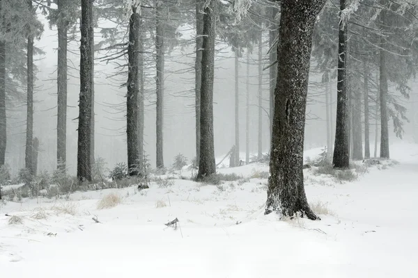 Paisaje nevado en montañas polacas —  Fotos de Stock