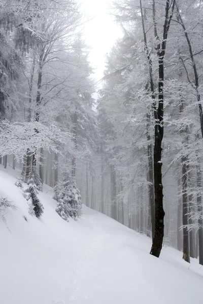 stock image Snowy landscape in polish mountains